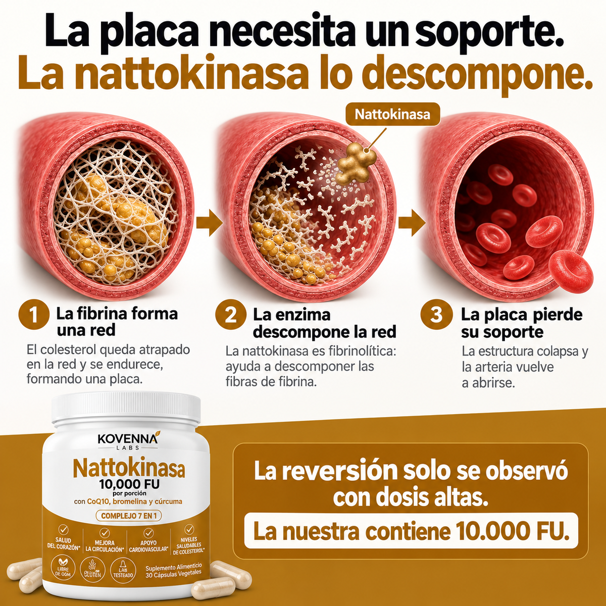 Nattokinasa Máxima Potencia 10.000 FU — Apoyo Circulatorio
